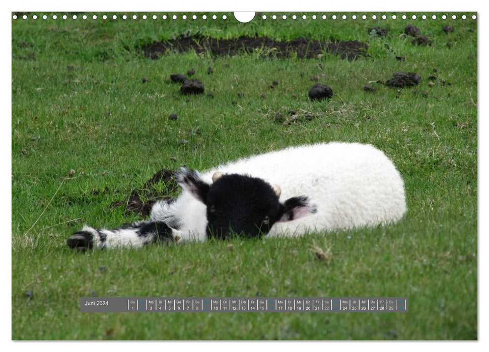 Schottlands Highland Schafe (CALVENDO Wandkalender 2024)