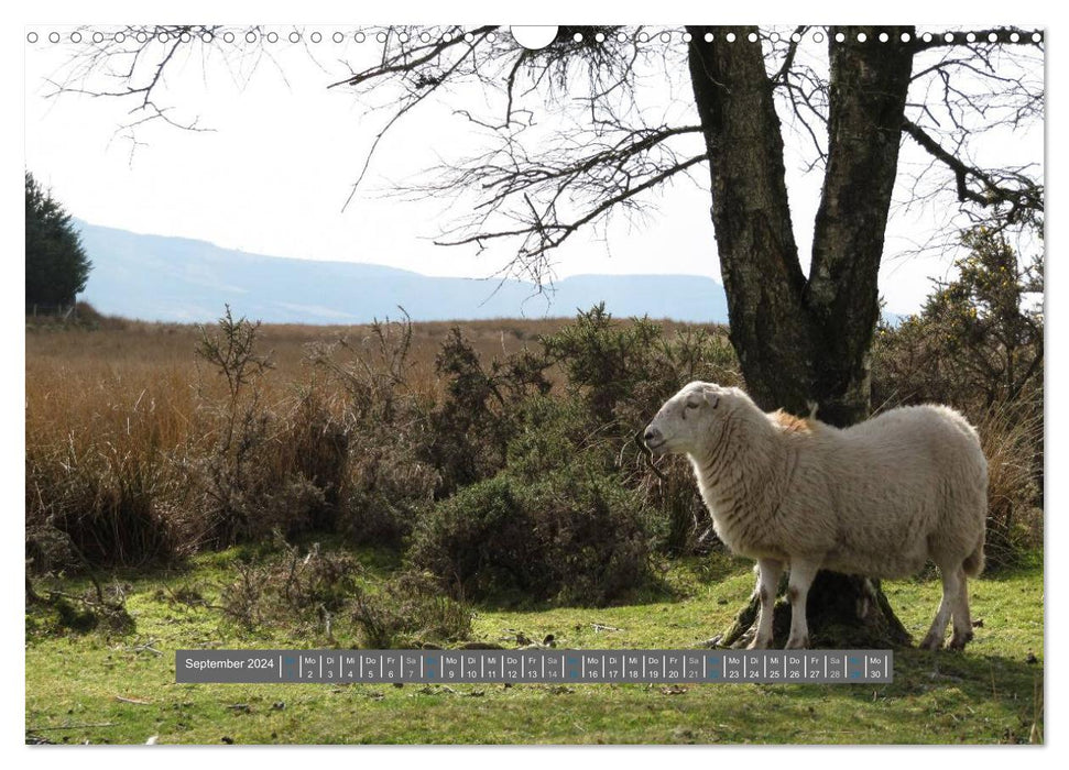 Schottlands Highland Schafe (CALVENDO Wandkalender 2024)