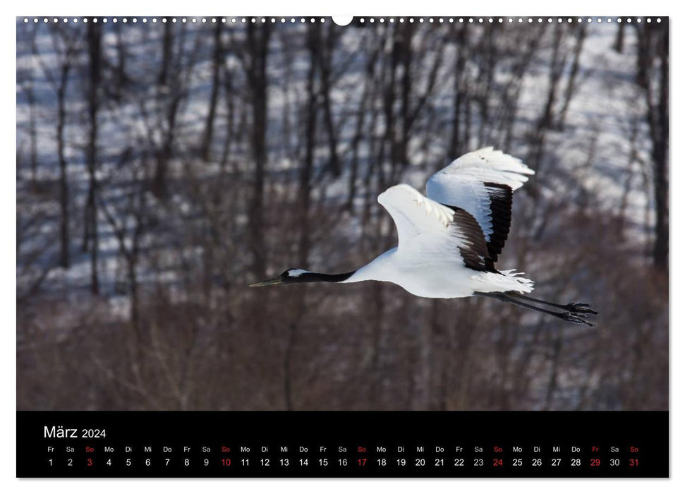 Mandschurenkraniche (CALVENDO Premium Wandkalender 2024)