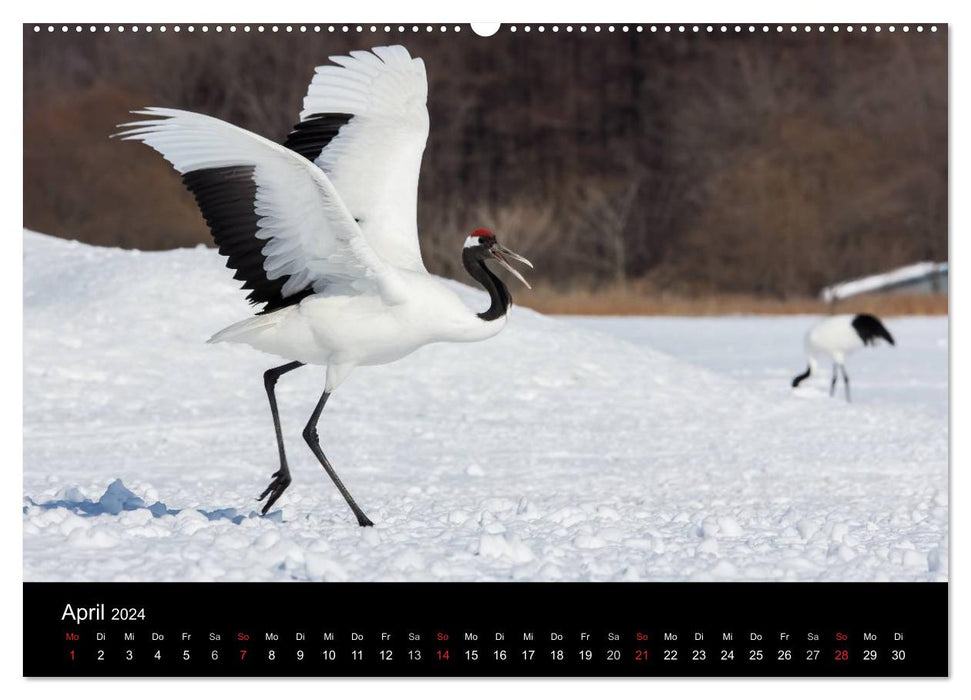 Mandschurenkraniche (CALVENDO Premium Wandkalender 2024)