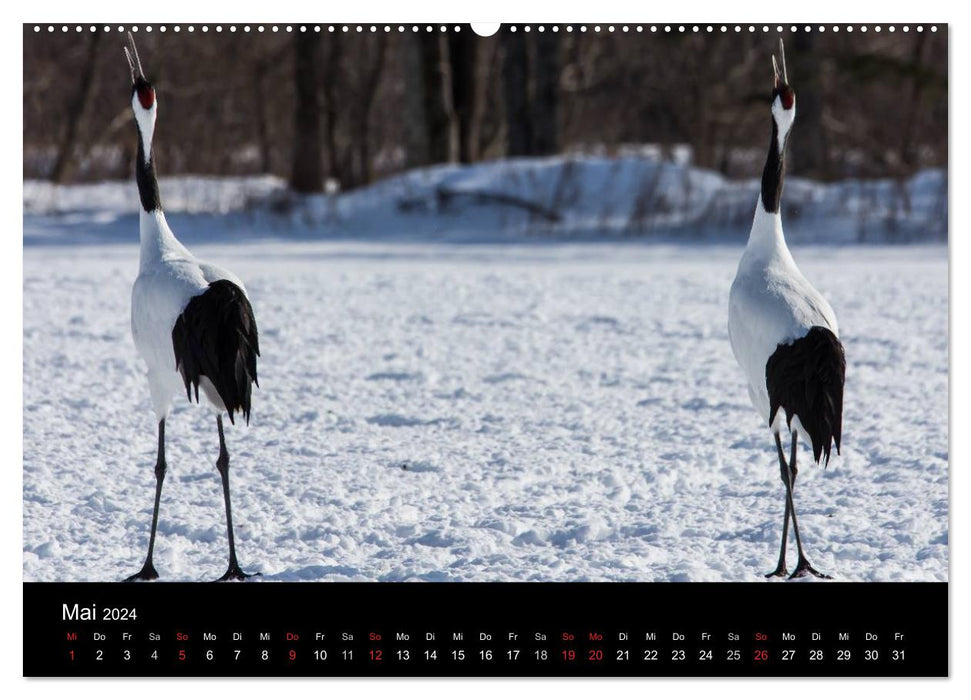 Mandschurenkraniche (CALVENDO Premium Wandkalender 2024)