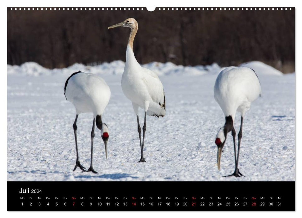 Mandschurenkraniche (CALVENDO Premium Wandkalender 2024)