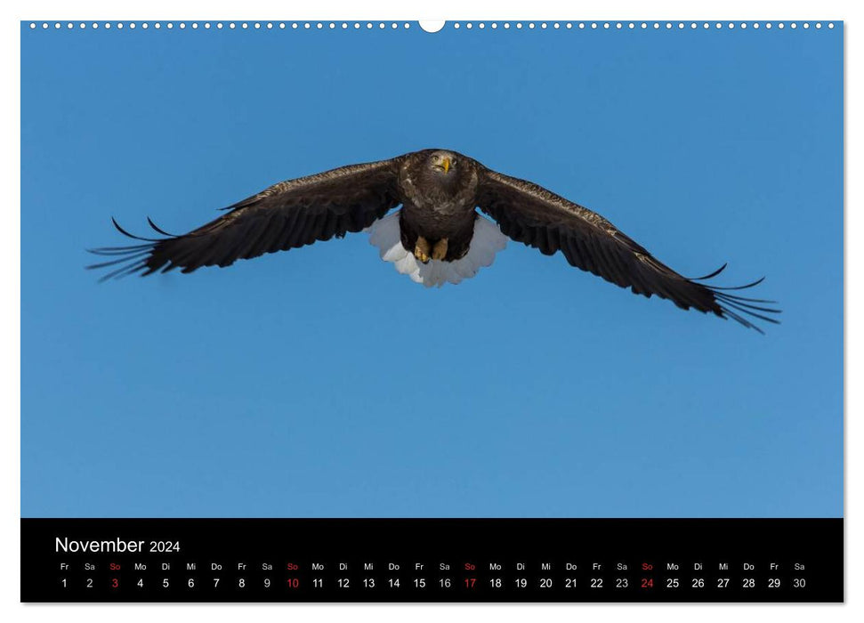 Sea eagles - kings of the skies (CALVENDO Premium wall calendar 2024) 