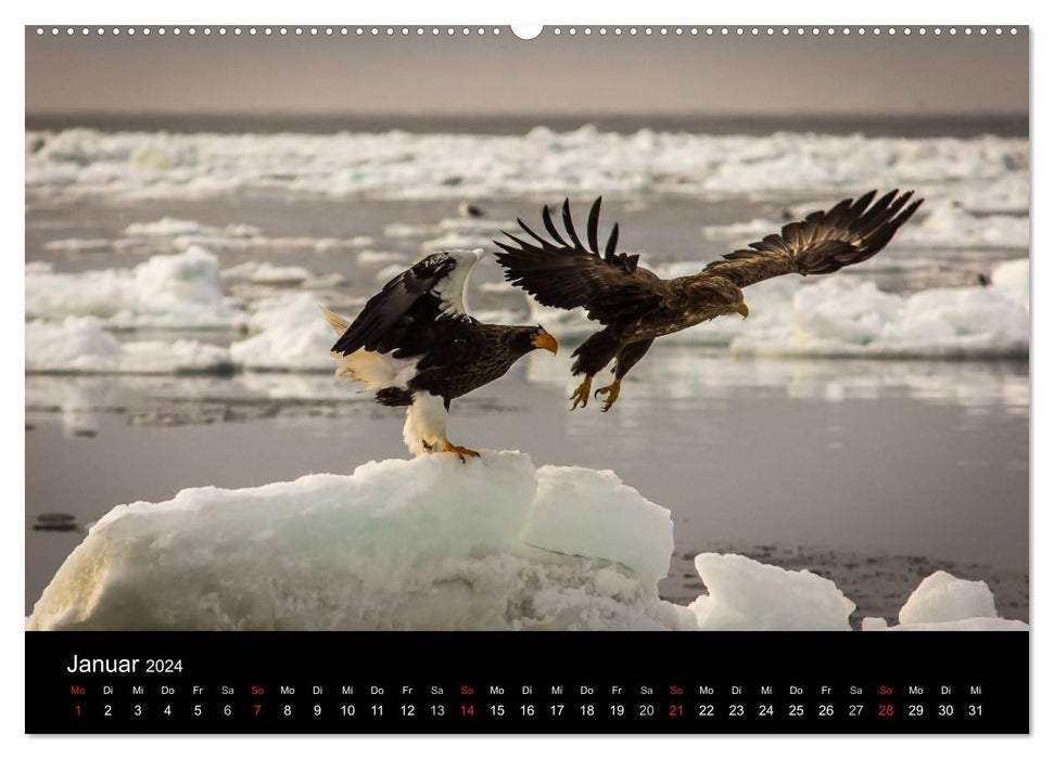 Sea eagles - kings of the skies (CALVENDO Premium wall calendar 2024) 