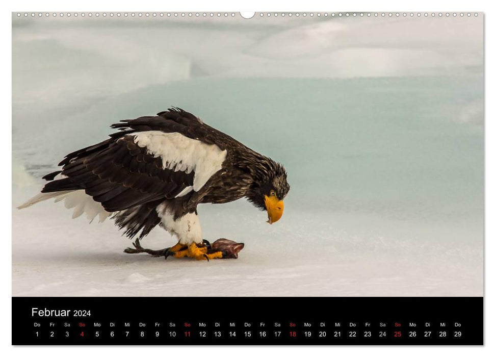 Sea eagles - kings of the skies (CALVENDO Premium wall calendar 2024) 