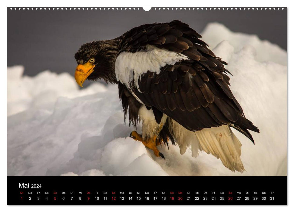Sea eagles - kings of the skies (CALVENDO Premium wall calendar 2024) 