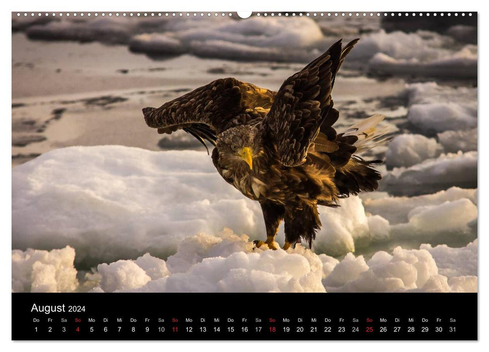 Aigles de mer - rois des cieux (Calendrier mural CALVENDO Premium 2024) 