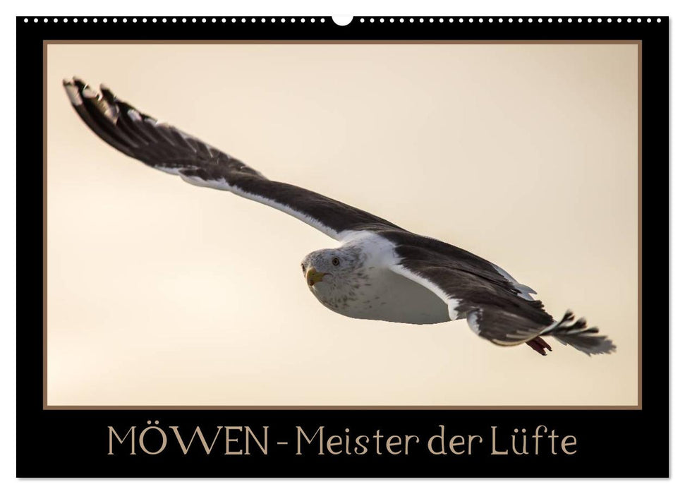 Möwen - Meister der Lüfte (CALVENDO Wandkalender 2024)