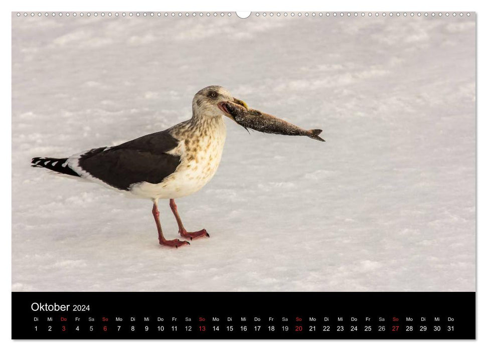 Mouettes - Maîtres de l'Air (Calendrier mural CALVENDO 2024) 