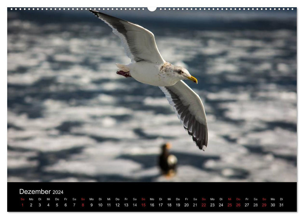 Seagulls - Masters of the Air (CALVENDO Wall Calendar 2024) 