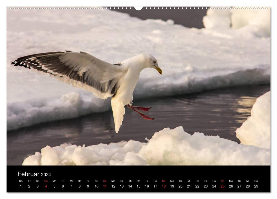 Mouettes - Maîtres de l'Air (Calendrier mural CALVENDO 2024) 