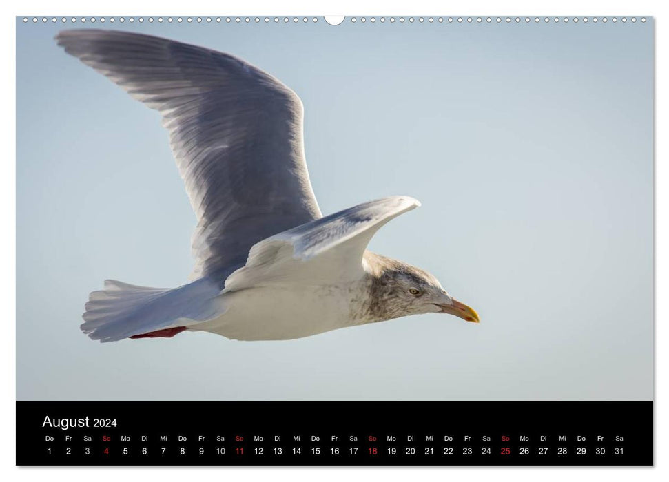 Mouettes - Maîtres de l'Air (Calendrier mural CALVENDO 2024) 