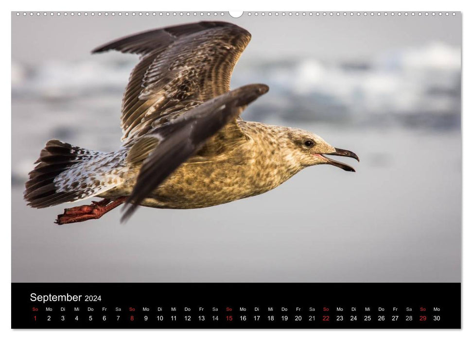 Mouettes - Maîtres de l'Air (Calendrier mural CALVENDO 2024) 