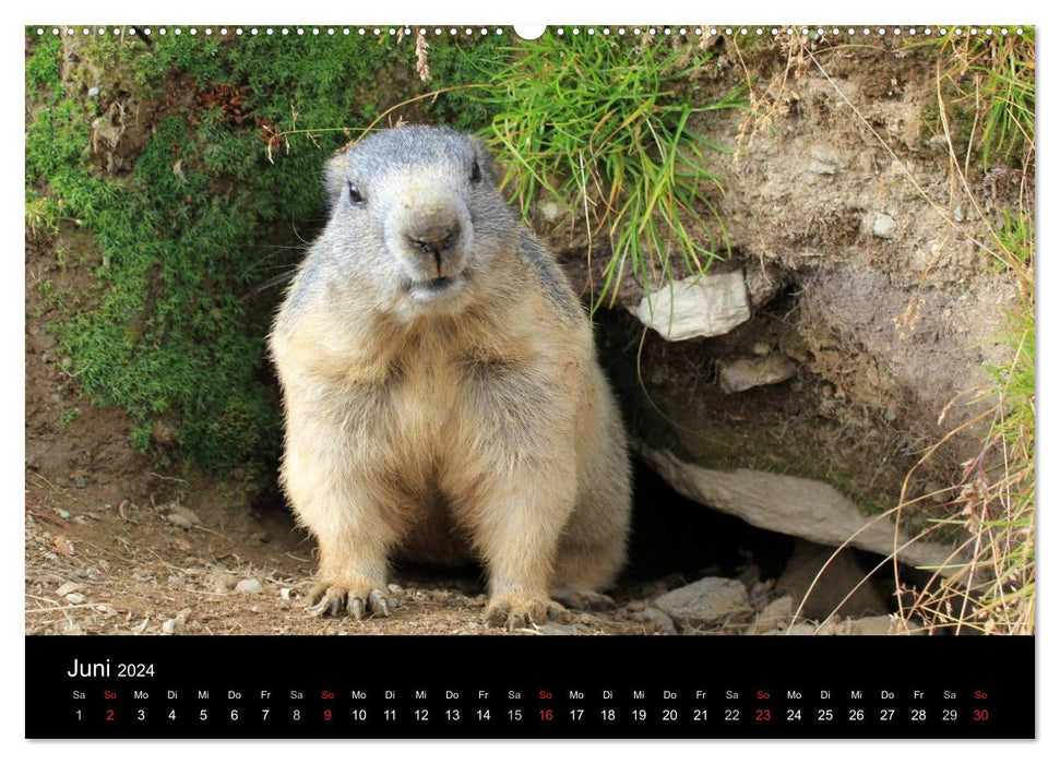 Murmeltiere (CALVENDO Premium Wandkalender 2024)