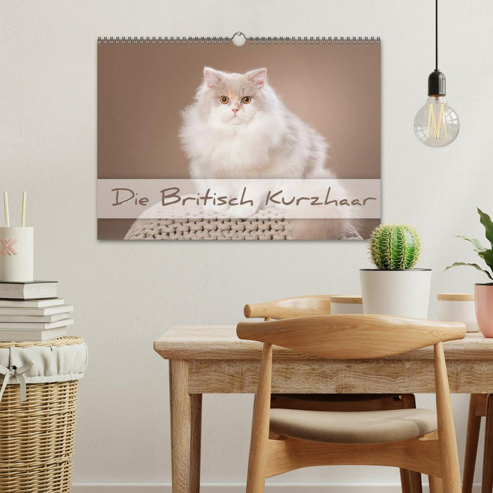 Le British Shorthair (Calendrier mural CALVENDO 2024) 