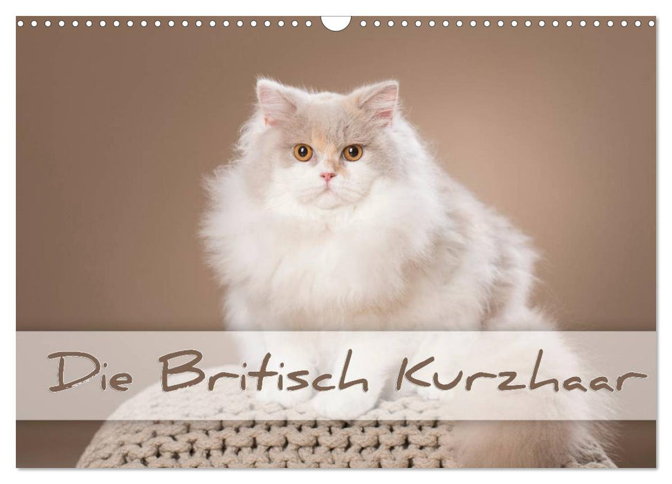 Le British Shorthair (Calendrier mural CALVENDO 2024) 