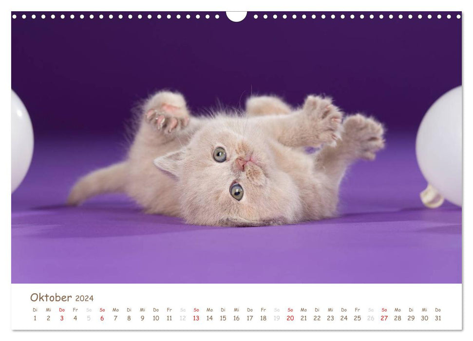 Le British Shorthair (Calendrier mural CALVENDO 2024) 