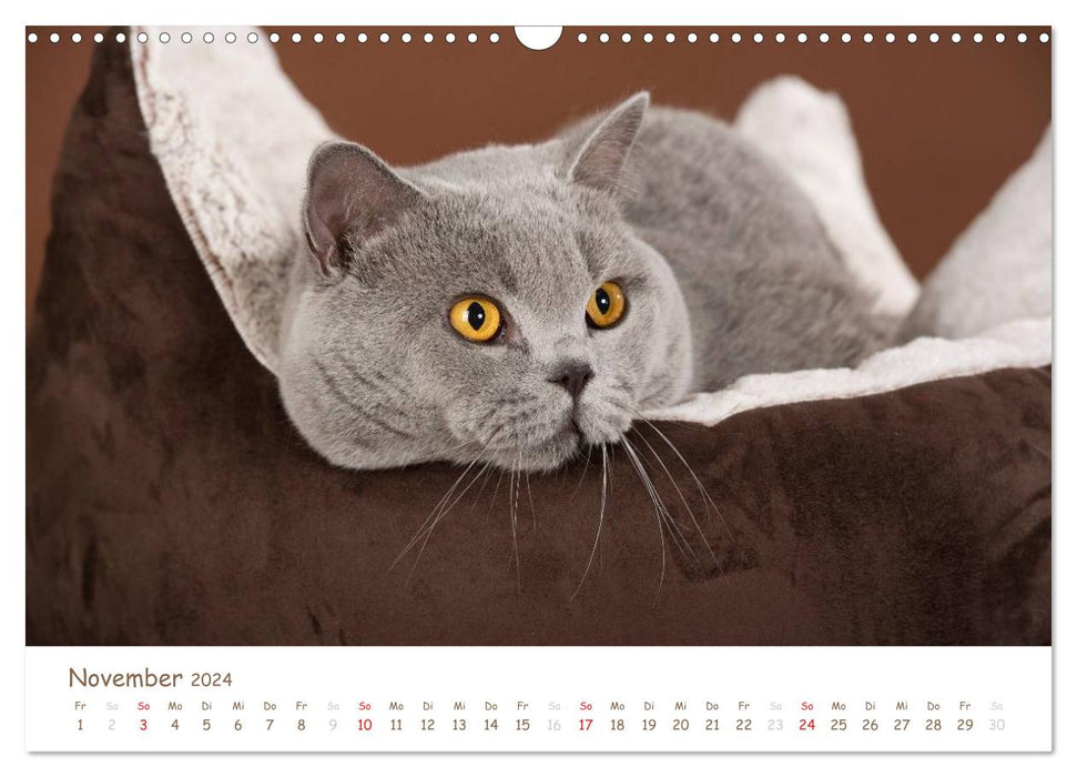 Le British Shorthair (Calendrier mural CALVENDO 2024) 