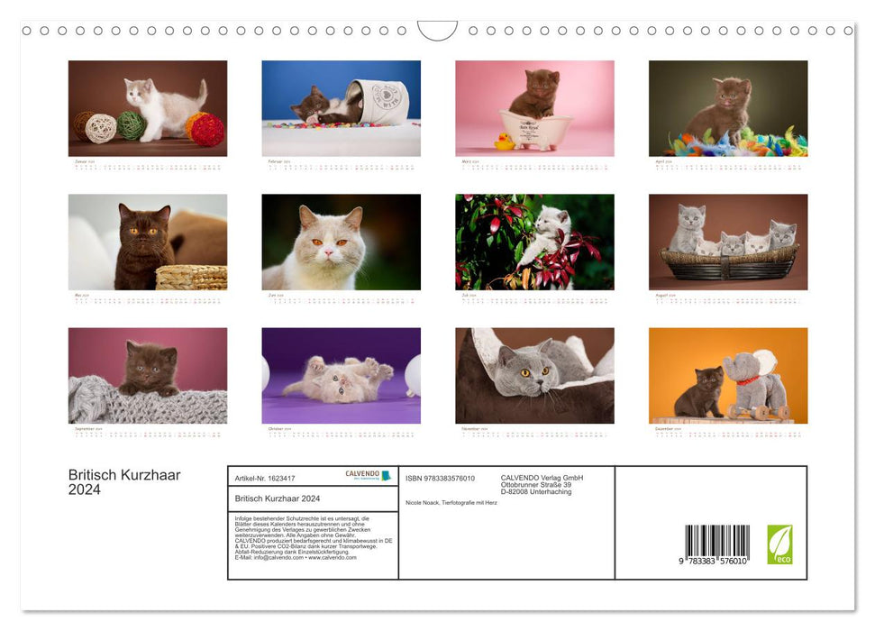 Le British Shorthair (Calendrier mural CALVENDO 2024) 