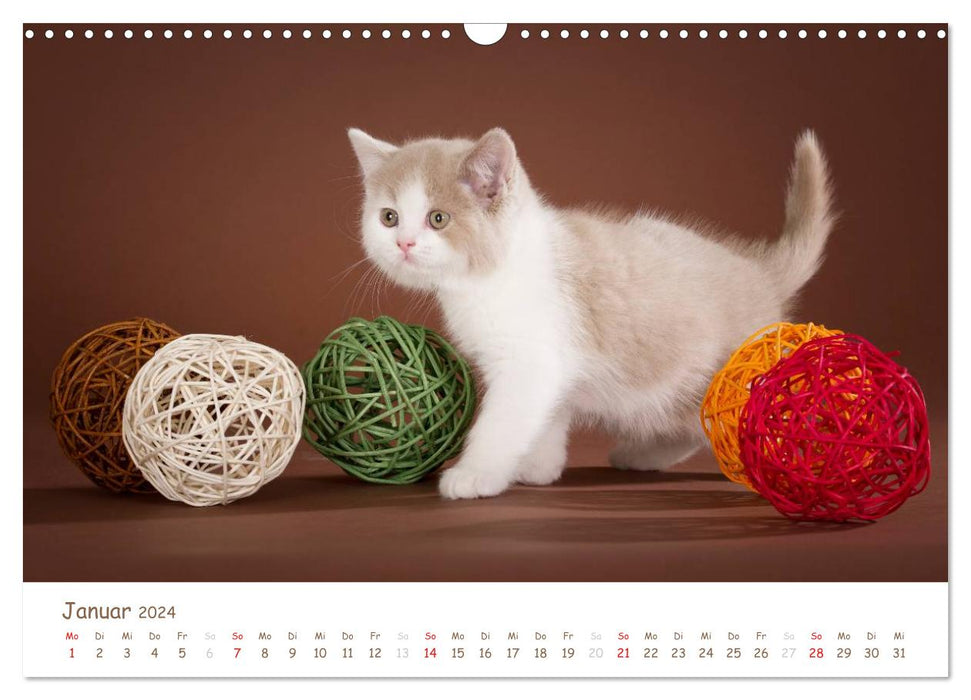 The British Shorthair (CALVENDO Wall Calendar 2024) 