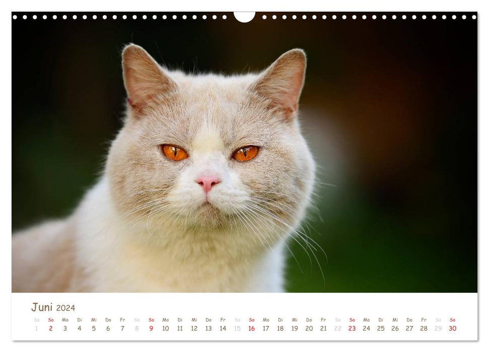 Le British Shorthair (Calendrier mural CALVENDO 2024) 