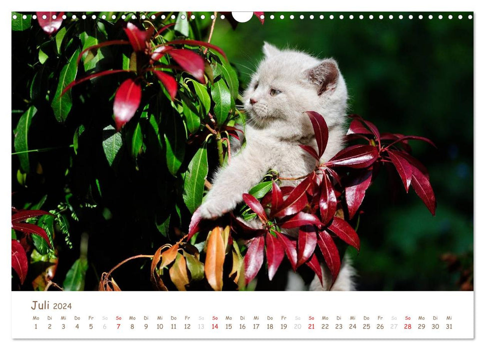 The British Shorthair (CALVENDO Wall Calendar 2024) 