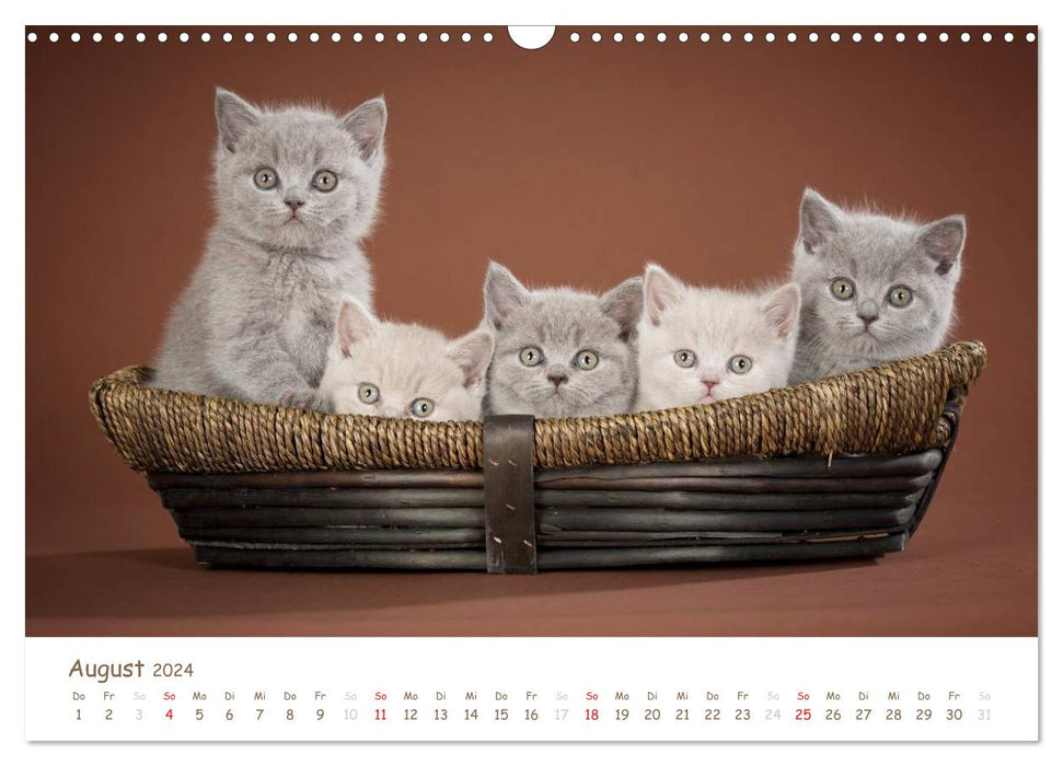 Le British Shorthair (Calendrier mural CALVENDO 2024) 