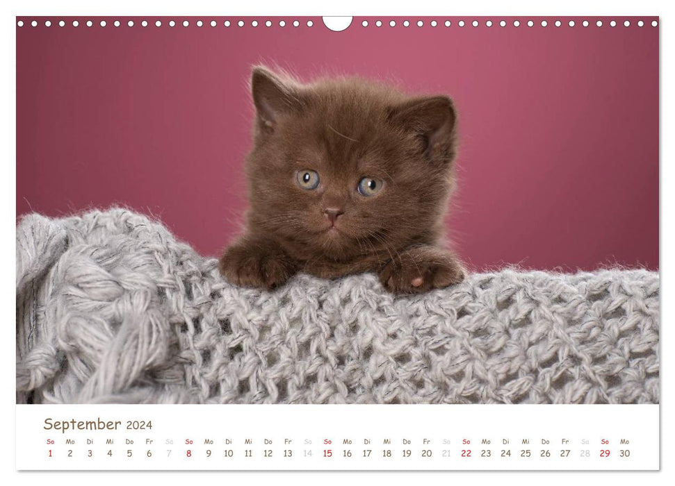 Le British Shorthair (Calendrier mural CALVENDO 2024) 