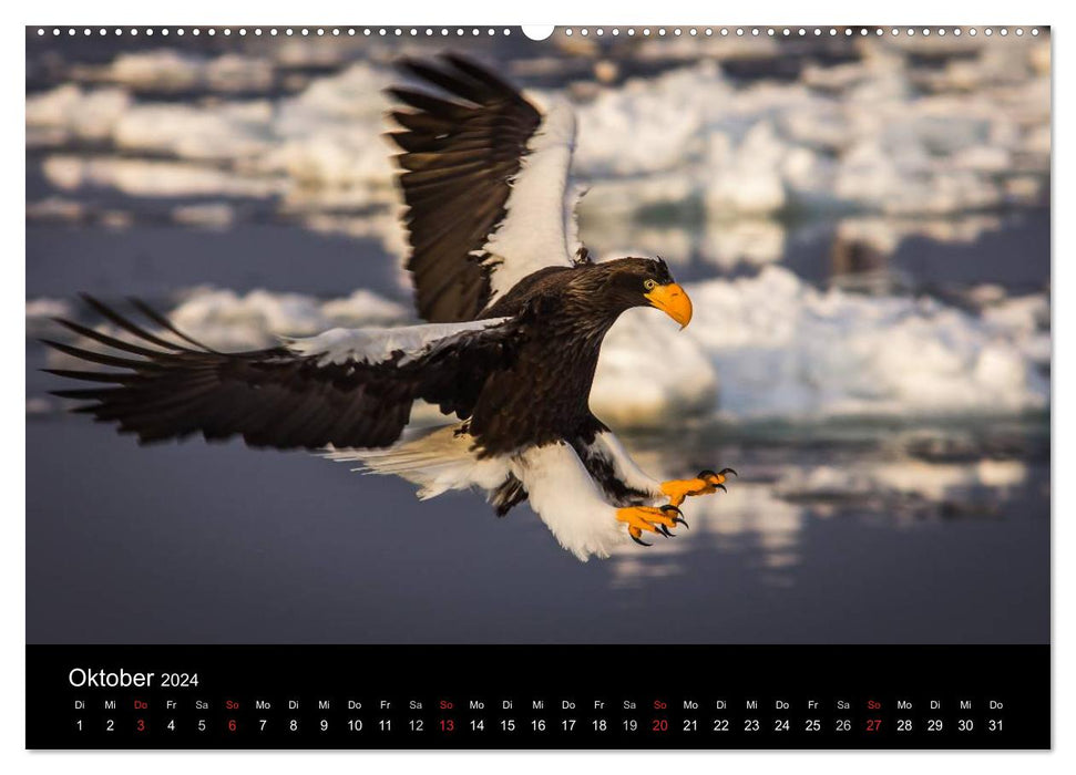 Seeadler - Könige der Lüfte (CALVENDO Wandkalender 2024)