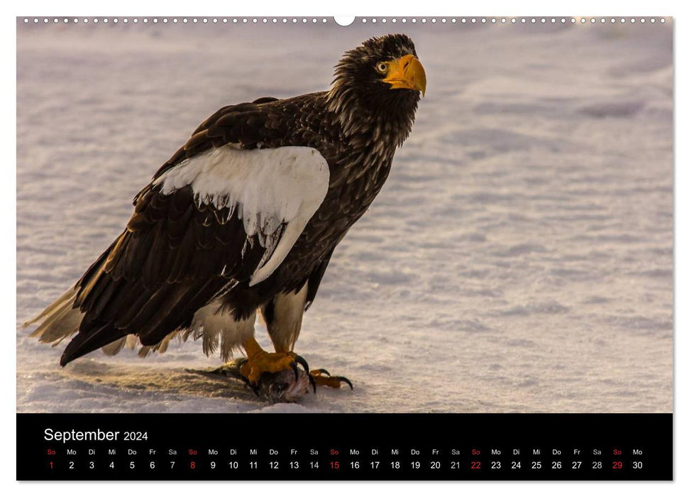 Sea eagle - kings of the skies (CALVENDO wall calendar 2024) 
