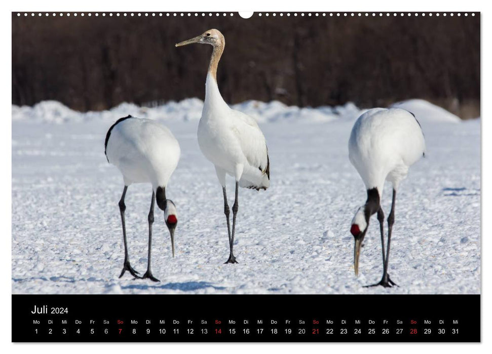 Red-crowned cranes (CALVENDO wall calendar 2024) 