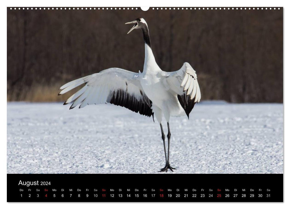 Red-crowned cranes (CALVENDO wall calendar 2024) 