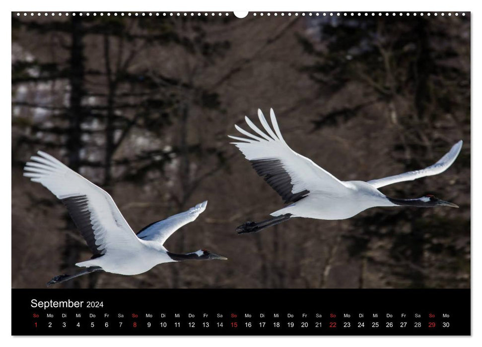 Grues à couronne rouge (calendrier mural CALVENDO 2024) 