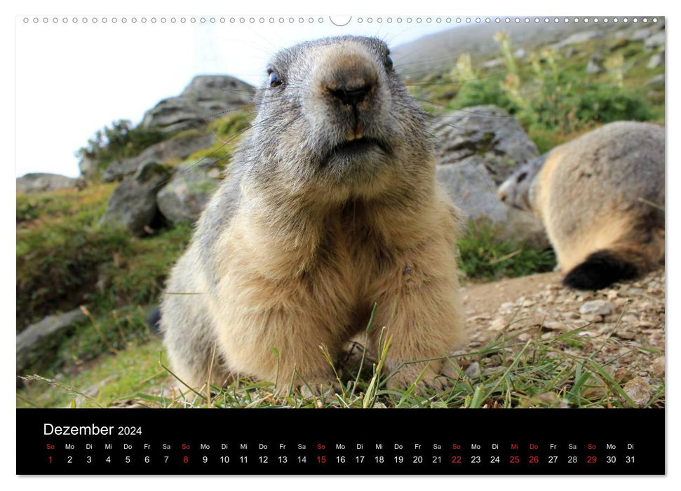 Marmottes (Calendrier mural CALVENDO 2024) 