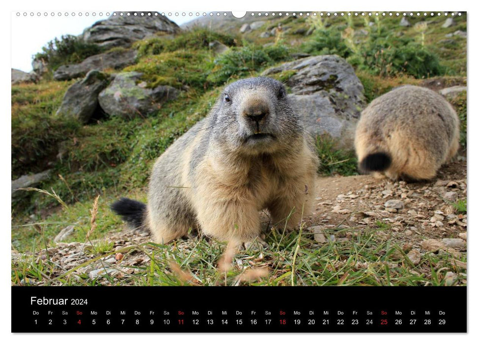 Murmeltiere (CALVENDO Wandkalender 2024)