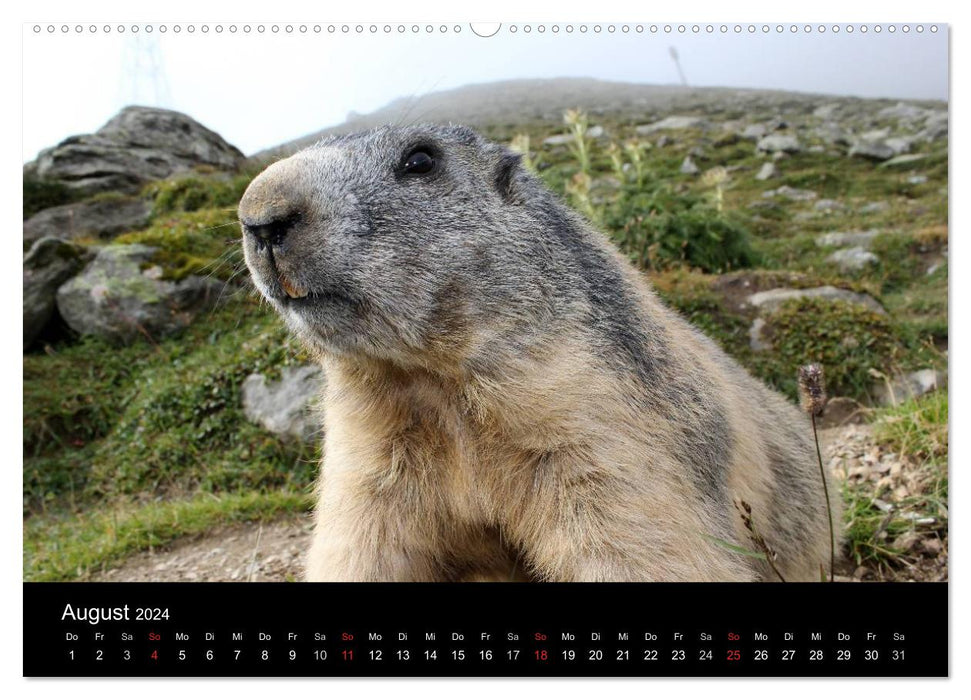 Murmeltiere (CALVENDO Wandkalender 2024)