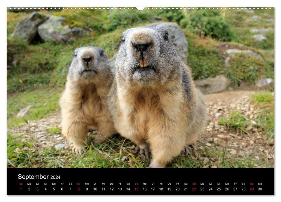 Marmots (CALVENDO wall calendar 2024) 