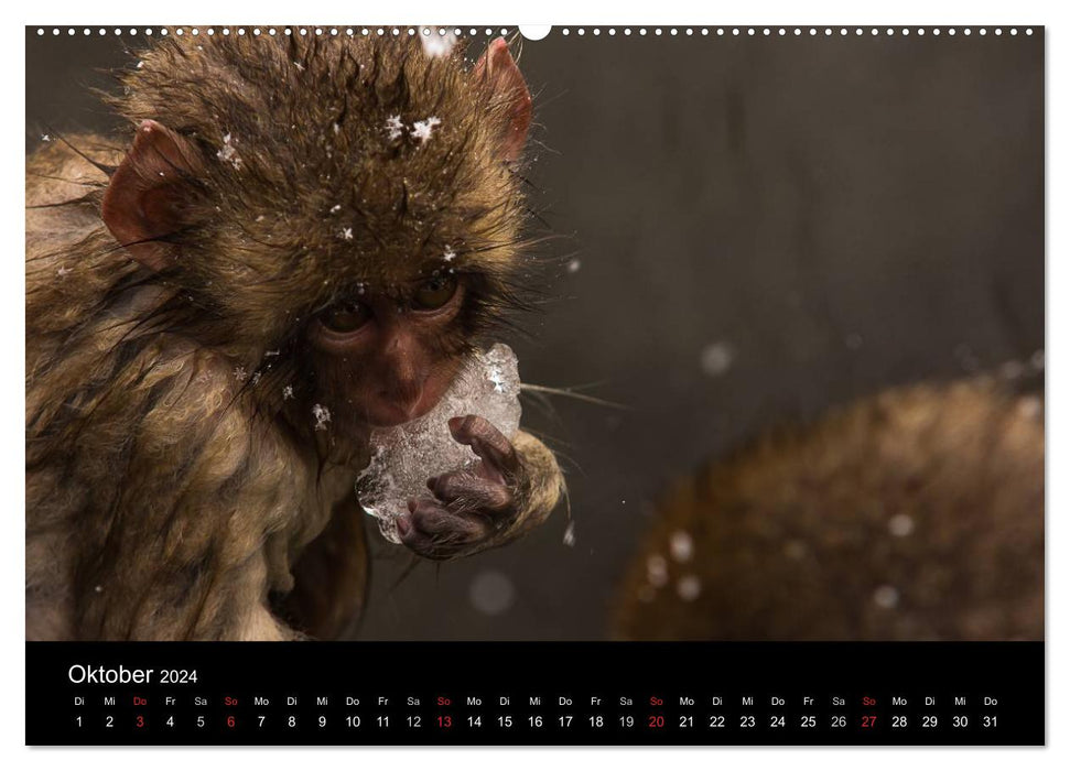 Macaques japonais (Calvendo Premium Wall Calendar 2024) 