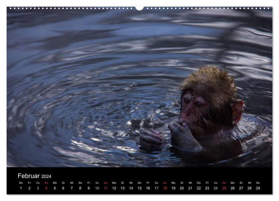 Macaques japonais (Calvendo Premium Wall Calendar 2024) 