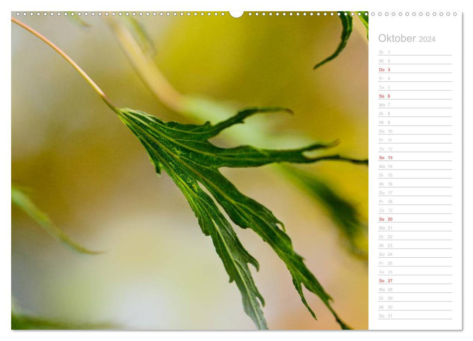 Naturfarben (CALVENDO Wandkalender 2024)