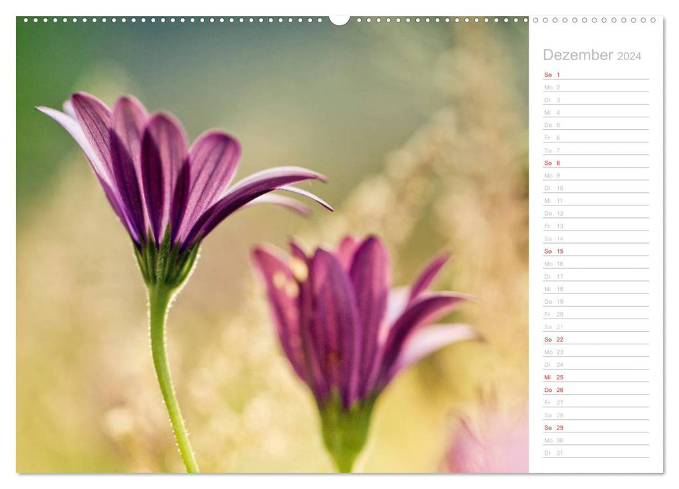 Natural colors (CALVENDO wall calendar 2024) 