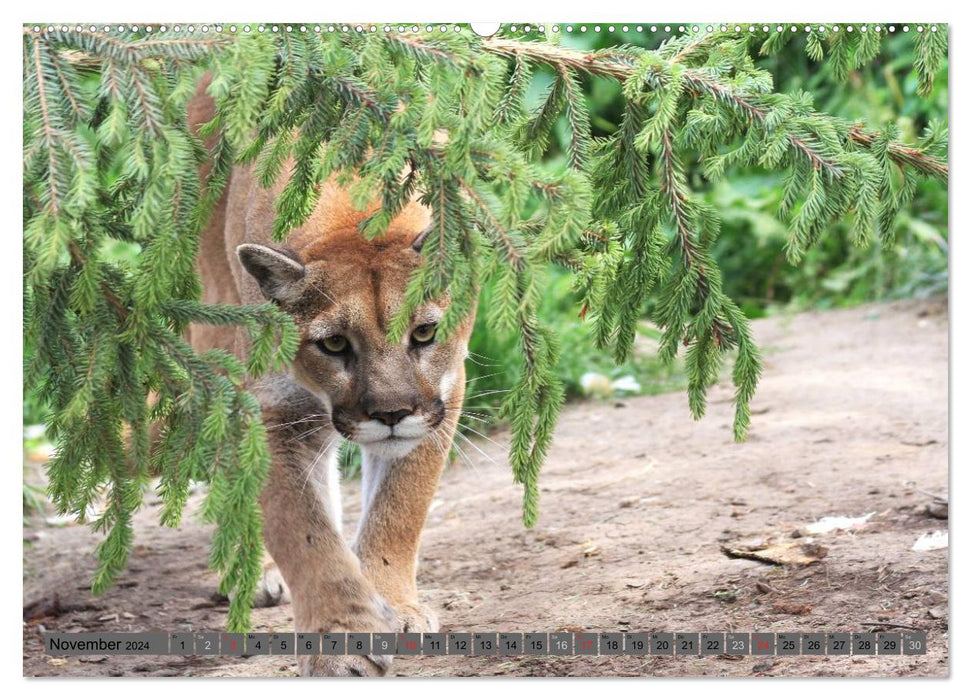 Wildlife of North America (CALVENDO Premium Wall Calendar 2024) 