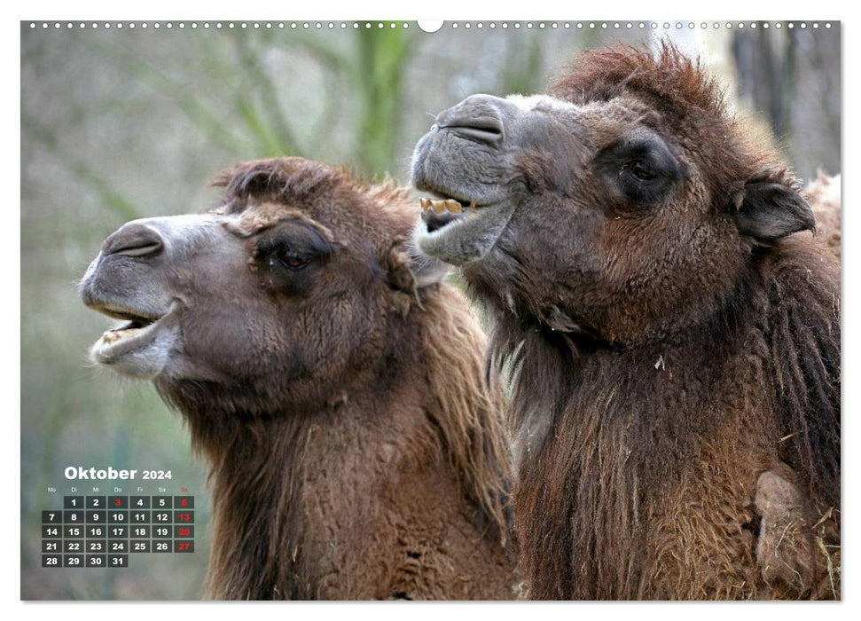 Kamele (CALVENDO Premium Wandkalender 2024)
