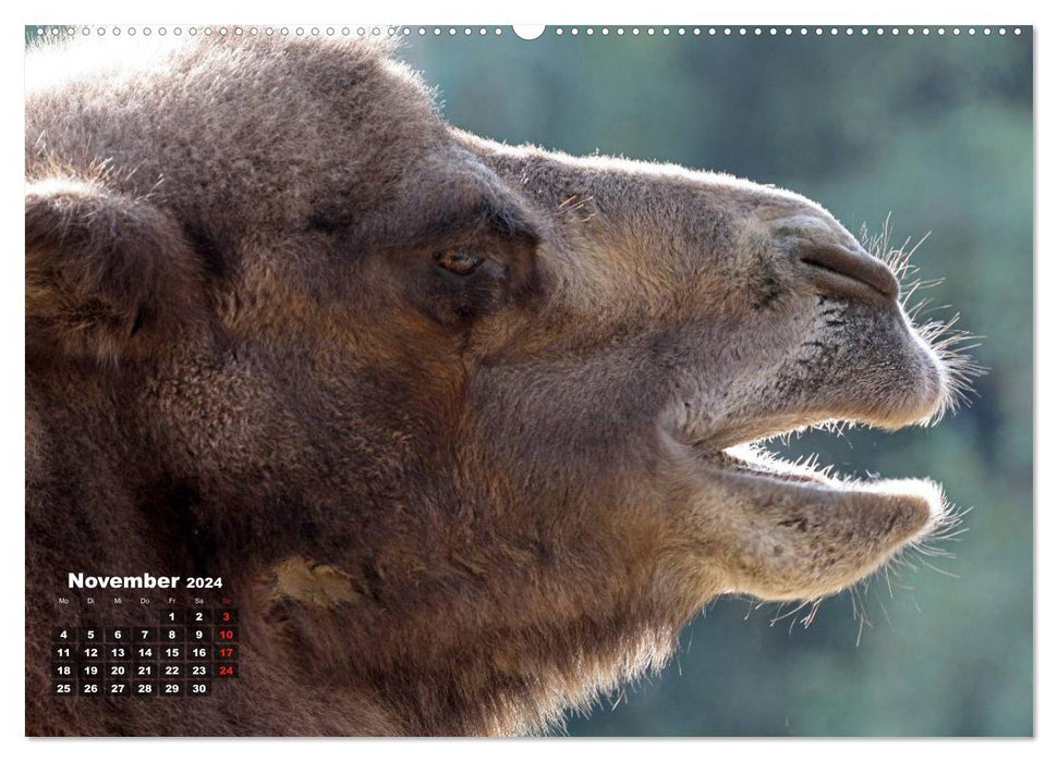 Kamele (CALVENDO Premium Wandkalender 2024)