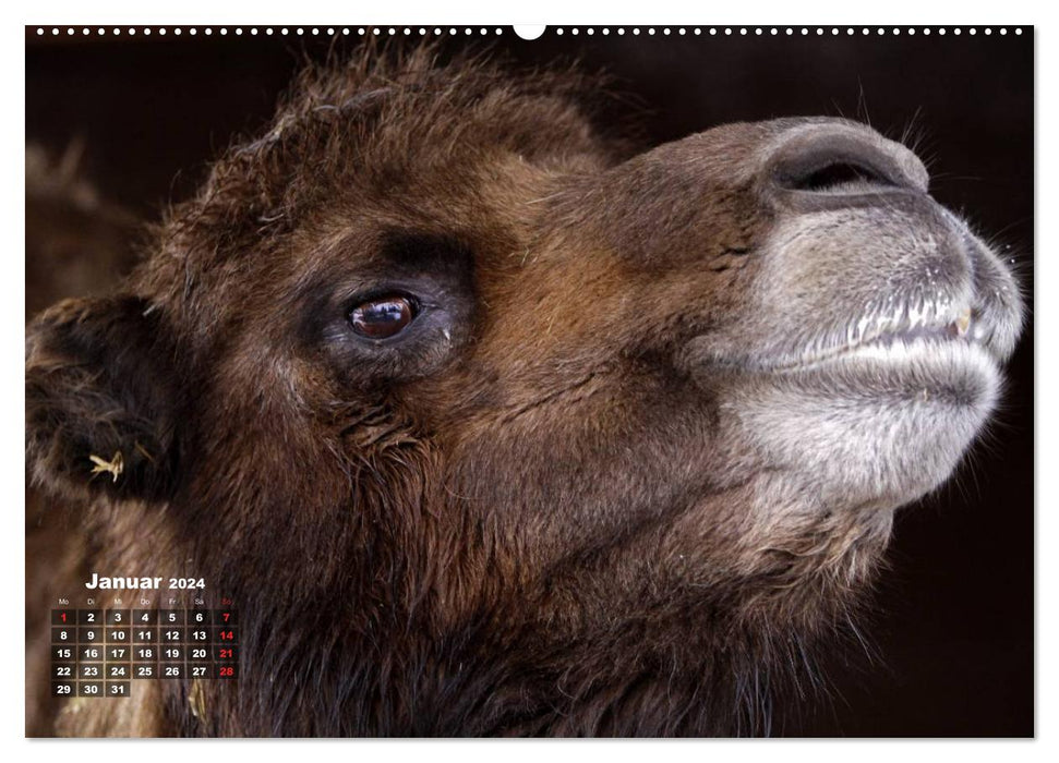 Camels (CALVENDO Premium Wall Calendar 2024) 