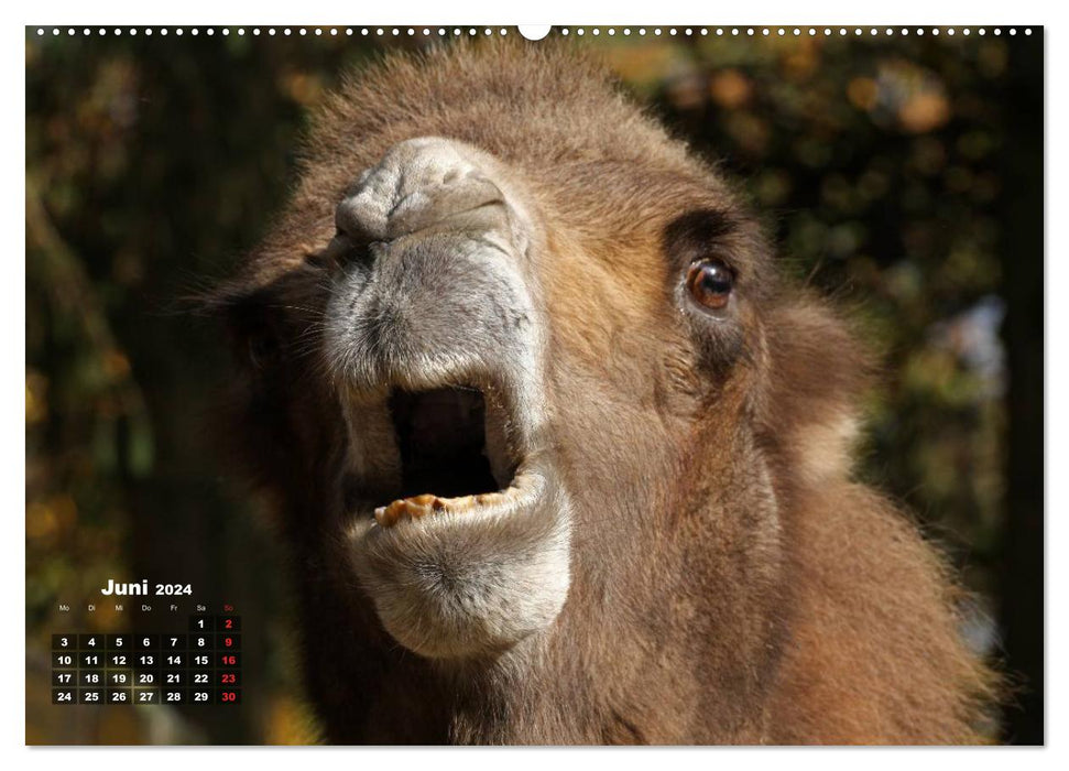 Camels (CALVENDO Premium Wall Calendar 2024) 