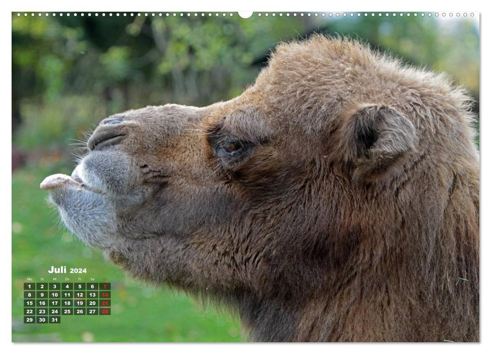 Camels (CALVENDO Premium Wall Calendar 2024) 