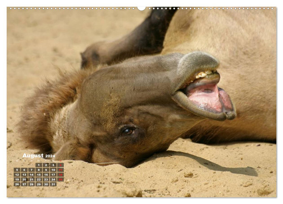 Camels (CALVENDO Premium Wall Calendar 2024) 