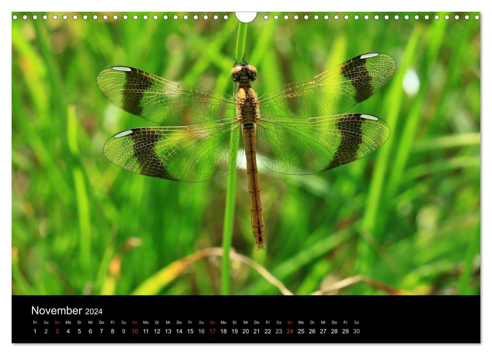 Libellen - Unsere schönsten Insekten (CALVENDO Wandkalender 2024)