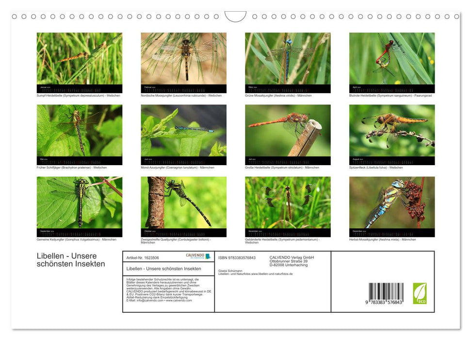 Libellules - Nos plus beaux insectes (Calendrier mural CALVENDO 2024) 